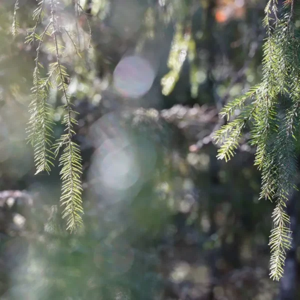 Metsämieli- menetelmä yhdistää luonnon terveysvaikutukset mielentaitoja vahvistaviin harjoituksiin.