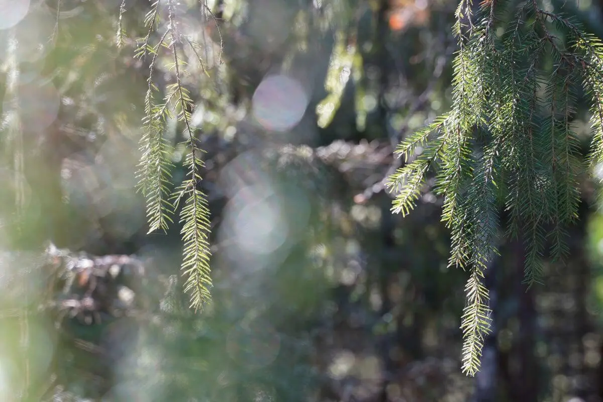 Metsämieli- menetelmä yhdistää luonnon terveysvaikutukset mielentaitoja
vahvistaviin harjoituksiin.