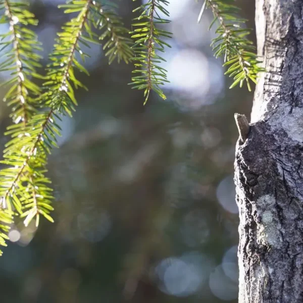 Terveysmetsä perustuu viimeisimpään tutkimustietoon.